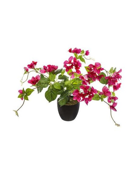 168612 - bougainvillier pot pl ass h76