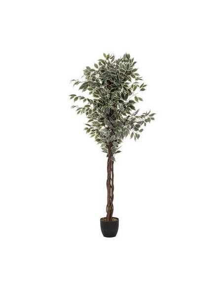 110341a - ficus pot pl benjamin blch180