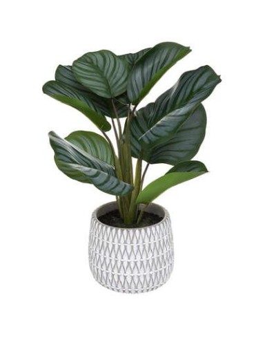 185462 - maranta pot ciment emiko h45