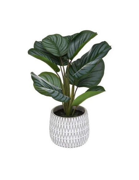 185462 - maranta pot ciment emiko h45