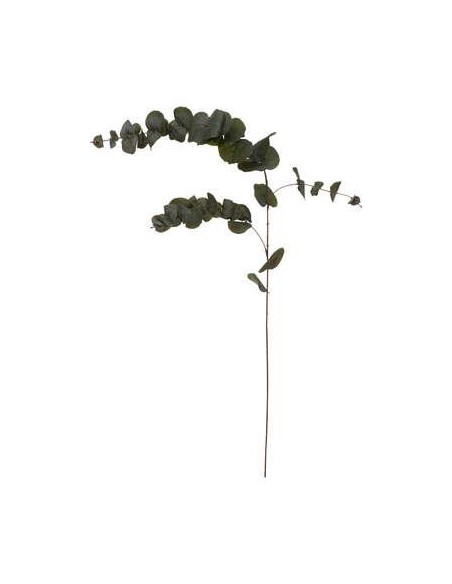 185478 - tige eucalyptus h118