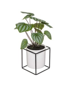 185459 - maranta crmq pied met h32