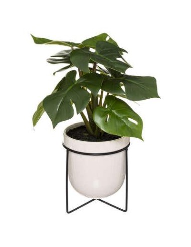 185460 - monstera crmq pied met h33