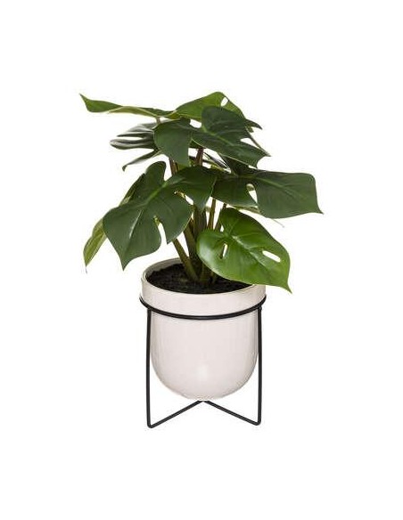 185460 - monstera crmq pied met h33