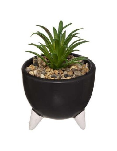 185449 - plante g s/p fia ass h12 dis