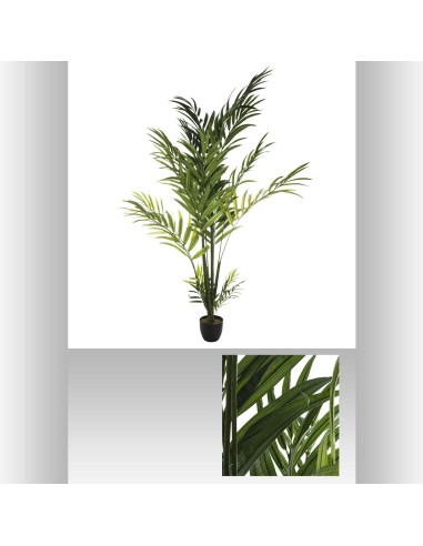 155729 - palmier pot pl areca h230
