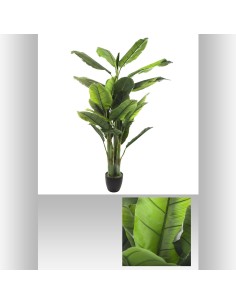 155728 - bananier 4 troncs ekko h170 L. 116 x P. 116 x H. 168 cm