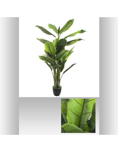 155728 - bananier 4 troncs ekko h170 L. 116 x P. 116 x H. 168 cm