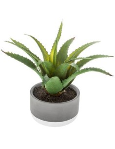 155711 - plante grasse pot cim bico L. 27 x P. 25 x H. 23 cm