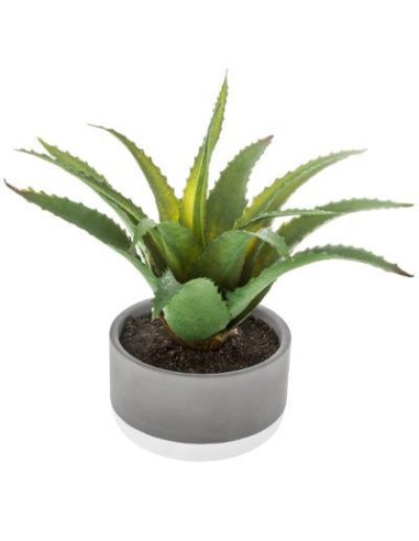 155711 - plante grasse pot cim bico L. 27 x P. 25 x H. 23 cm