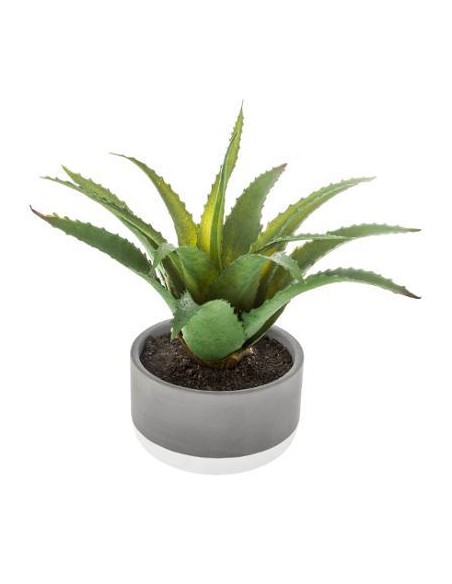 155711 - plante grasse pot cim bico L. 27 x P. 25 x H. 23 cm