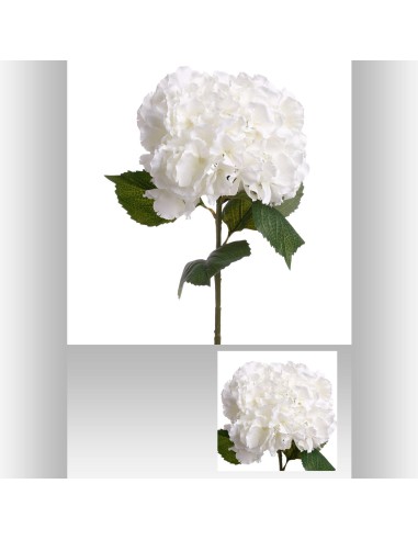 130813 - tige hortensia serata blc h83