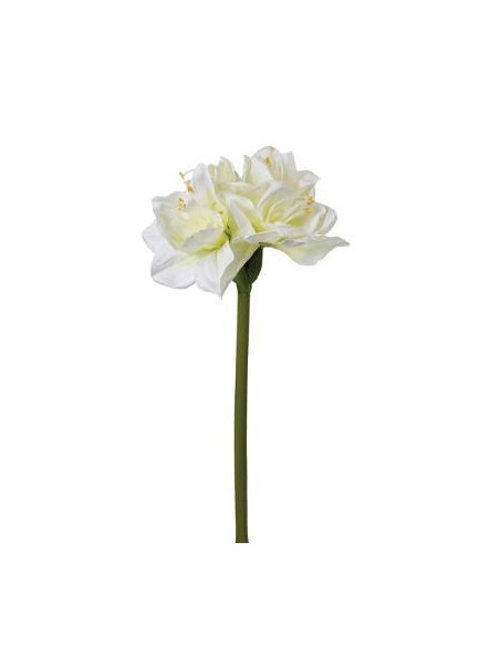 121551 - tige amaryllis h71
