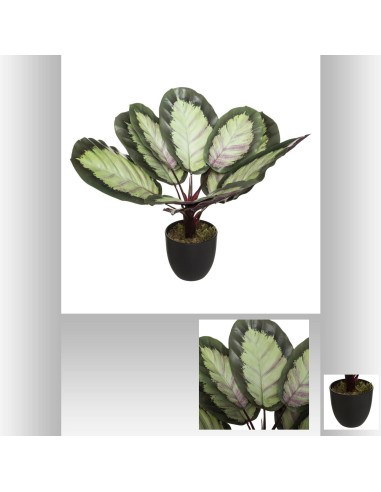 plante calathea arty h53