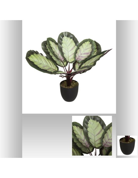 plante calathea arty h53