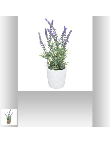 167267 - lavande pot cim jolub ass h36