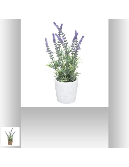 167267 - lavande pot cim jolub ass h36