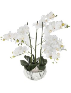 155640 - orchid pot mbr sanae h65