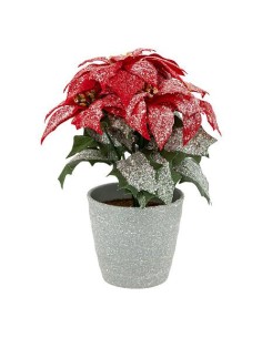 169997 - bch poinsettia rg paill pot 22