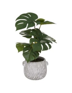 185458 - monstera pot cim strie poa h35