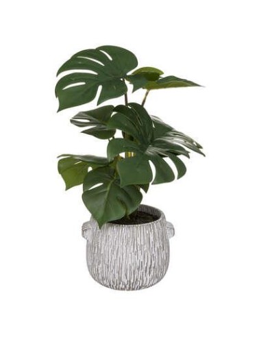 185458 - monstera pot cim strie poa h35
