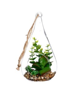 145045 - terrarium plante ike ass h19