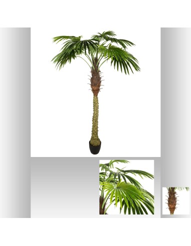 palmier pot pl allpa h180 D. 115 x H. 200 cm