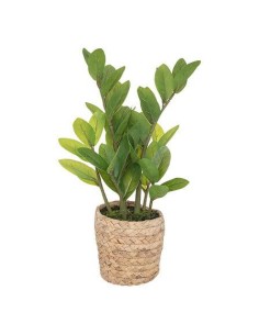 193794 - zamioculcas pot nat bidi h41