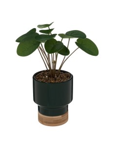 196733c - plante v pot crmq col vert h26