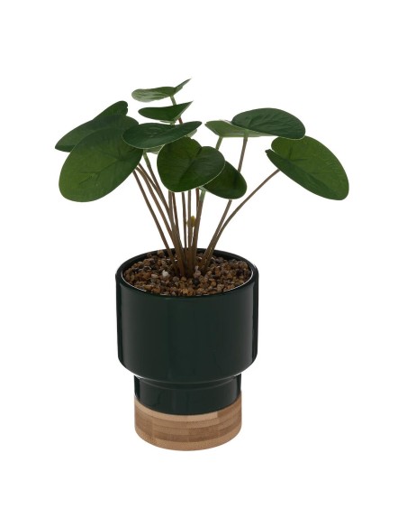 196733c - plante v pot crmq col vert h26