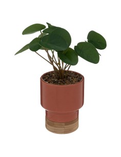 196733a - plante v pot crmq col blc h26