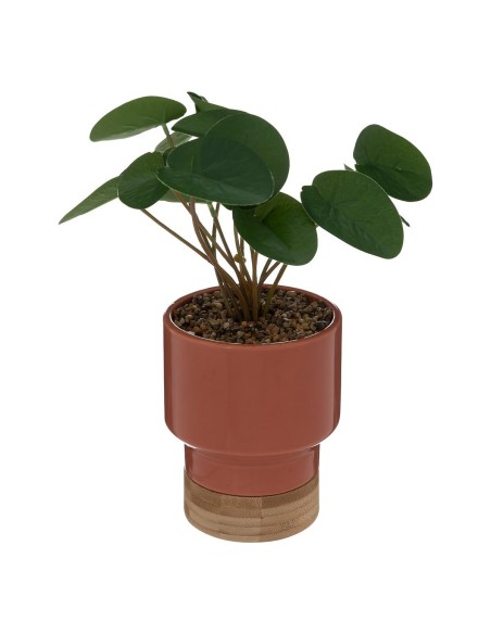 196733a - plante v pot crmq col blc h26