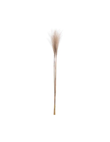 pampas 90cm decoration