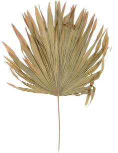 d22700700-feuilles 70cm 2ass clr