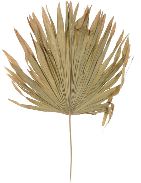 d22700700-feuilles 70cm 2ass clr