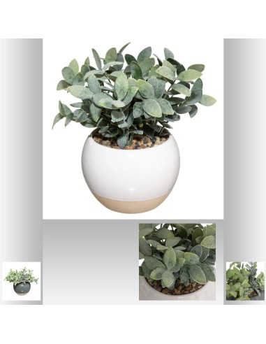 179305 - plante v pot crmq kota ass h24