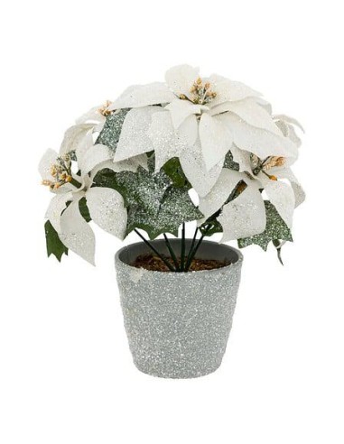 191654 - bch poinsettia bl paill pot 22