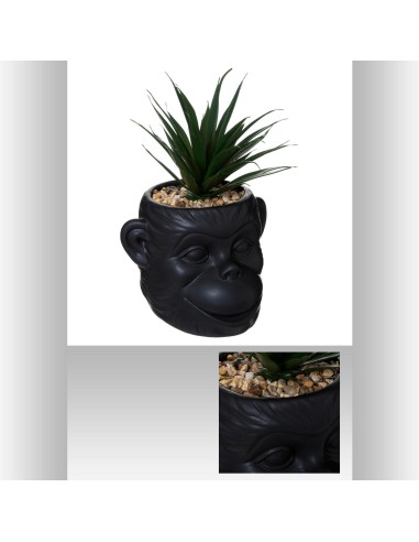 179244-plante monkey crmq nr cuba h20