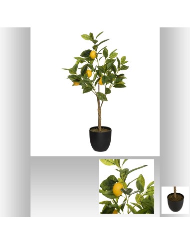 179314 - citronnier h70