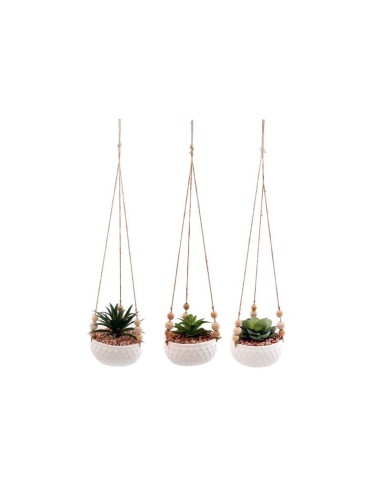 plante succulente a suspendre 55cm