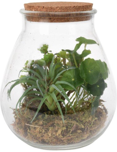 hc6702240-plant in glass pot 195x220mm