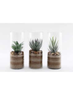 plante grasse en pot av sable 8x20cm