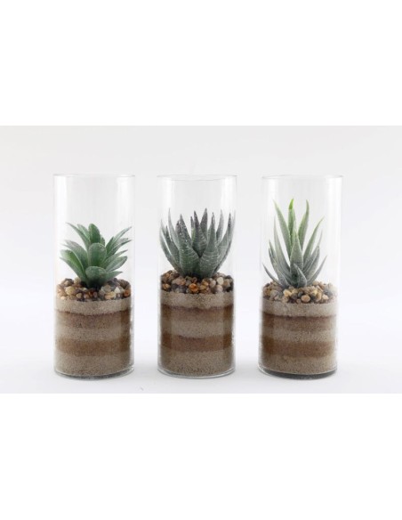 plante grasse en pot av sable 8x20cm
