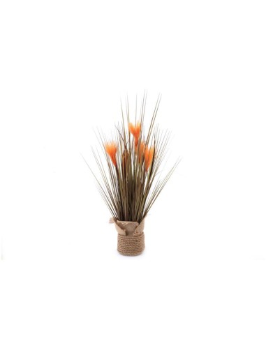 fagot d'herbe orange 65cm