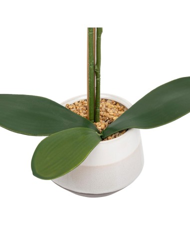 198224 - orchid pot crmq clera h52