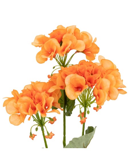 198184 - tige pelargon nolia ass h69