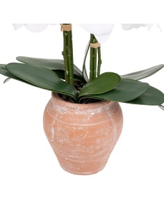 198222 - orchid pot trct dena h65