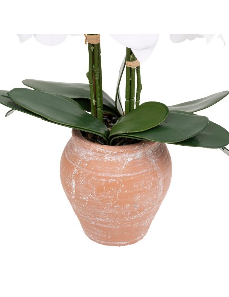 198222 - orchid pot trct dena h65