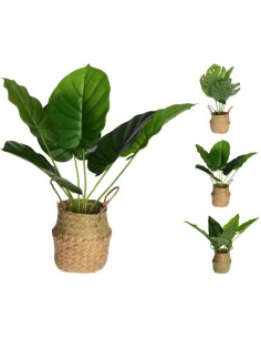 317221040-plante en pot