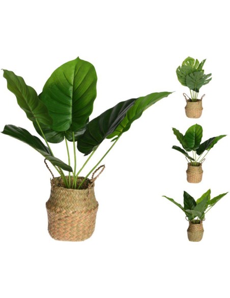 317221040-plante en pot